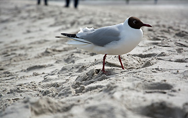 Image showing Dove at the beach in Zingst, Darss, Germany