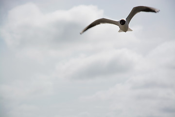 Image showing Dove at the beach in Zingst, Darss, Germany