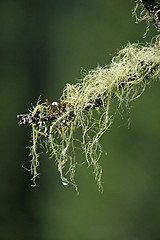 Image showing Lichen