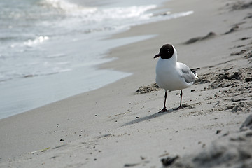 Image showing Dove at the beach in Zingst, Darss, Germany