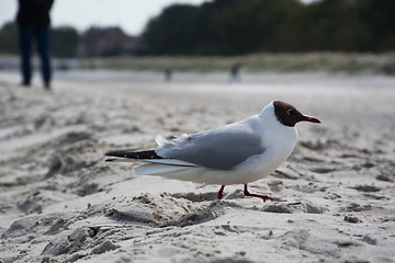 Image showing Dove at the beach in Zingst, Darss, Germany