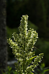 Image showing White Hellebore (Veratrum album) 