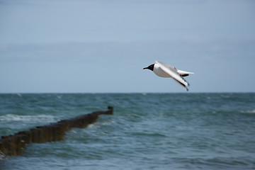 Image showing Dove at the beach in Zingst, Darss, Germany