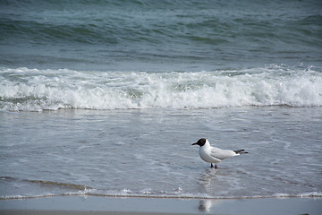 Image showing Dove at the beach in Zingst, Darss, Germany