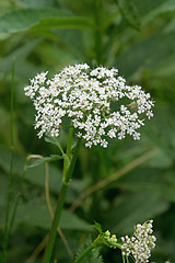 Image showing Mutellina adonidifolia