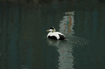 Image showing Common eider at Svalbard