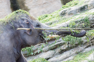 Image showing Asian elephant playing