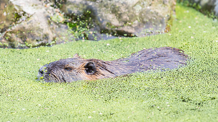 Image showing Myocastor coypus, single mammal