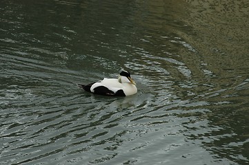 Image showing Common eider in Longyearbyen