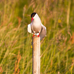 Image showing Arctic tern resting, warm evening sunlight