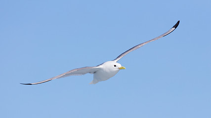 Image showing Black-legged kittiwake flying