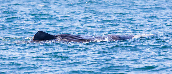 Image showing Large Sperm Whale near Iceland