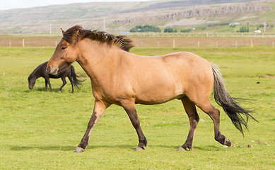 Image showing Brown icelandic horse