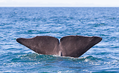 Image showing Tail of a Sperm Whale diving