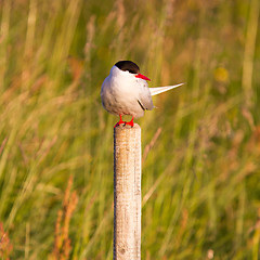 Image showing Arctic tern resting, warm evening sunlight