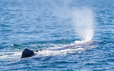 Image showing Blowout of a large Sperm Whale near Iceland