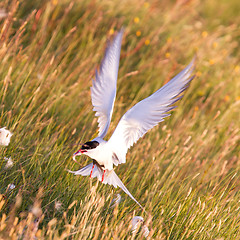 Image showing Arctic tern with a fish - Warm evening sun