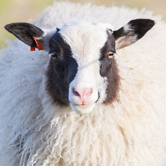 Image showing Icelandic sheep, close-up