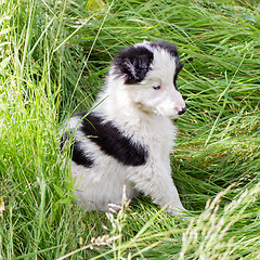 Image showing Border Collie puppy on a farm