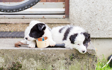 Image showing Border Collie puppies sleeping on a farm