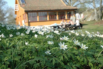 Image showing Flowers in front of coastal cottage