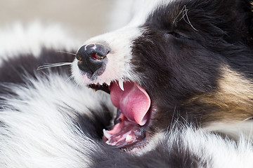 Image showing Border Collie puppies sleeping on a farm