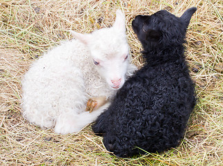 Image showing Little newborn lambs resting on the grass - Black and white