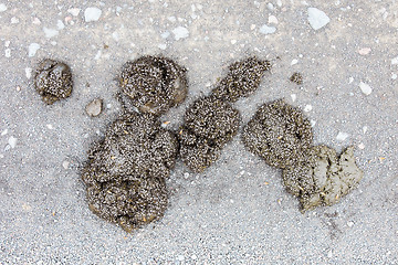 Image showing Horse manure with flies