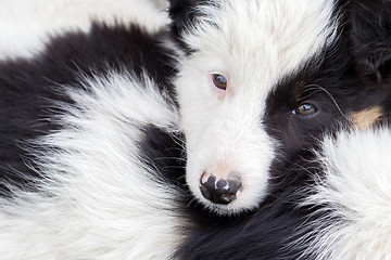 Image showing Border Collie puppies sleeping on a farm