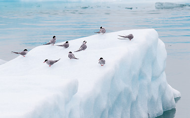 Image showing Birdlife in Jokulsarlon, a large glacial lake in Iceland