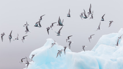 Image showing Birdlife in Jokulsarlon, a large glacial lake in Iceland