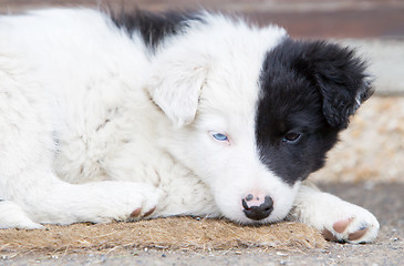 Image showing Border Collie puppy on a farm