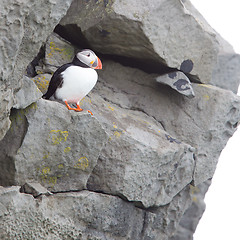 Image showing Colorful Puffin isolated in natural environment