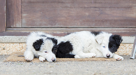 Image showing Border Collie puppies sleeping on a farm