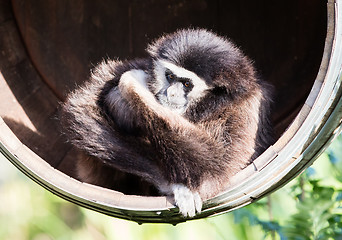 Image showing White handed gibbon sitting in a barrel