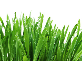 Image showing Grass After Rain
