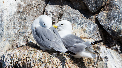 Image showing Black-legged kittiwake