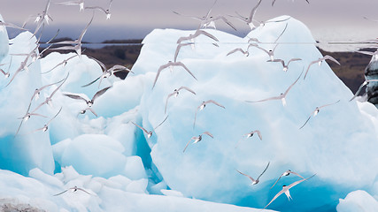 Image showing Birdlife in Jokulsarlon, a large glacial lake in Iceland