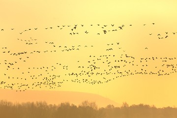 Image showing Many Geese Flying