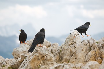 Image showing Crows on the Mountain