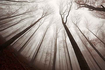 Image showing Autumn Forest Fog