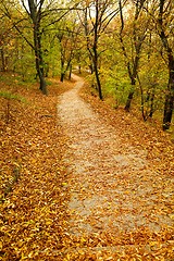 Image showing Autumn park path