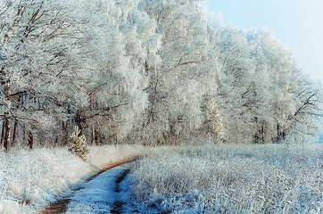 Image showing Winter Landscape With a Forest Path