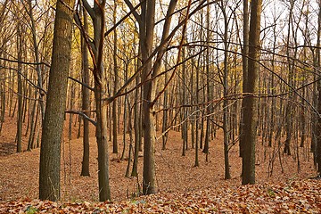 Image showing Autumn Forest Detail