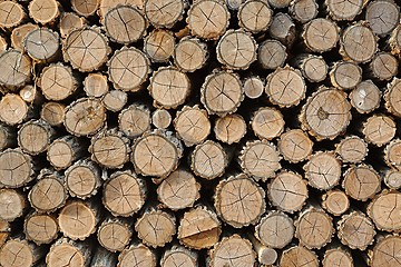 Image showing Log wood pile