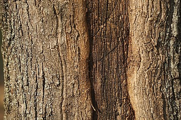 Image showing Tree Trunk Closeup