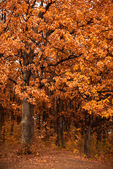 Image showing autumn oak-tree leaves