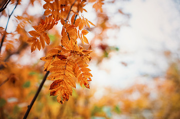 Image showing autumn oak-tree leaves