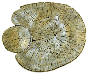 Image showing Cross section of tree trunk 