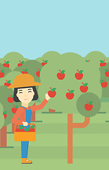 Image showing Farmer collecting apples vector illustration.